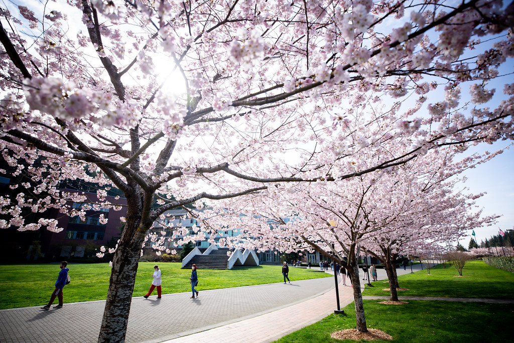 Cherry Blossom Spring Western Campus